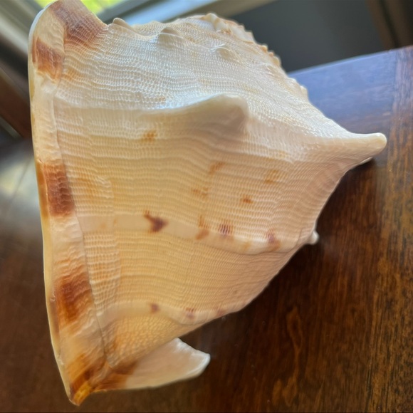 Cassis Cornuta Queen Horned Helmet Shell - Picture 12 of 16